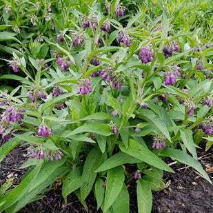 Comfrey