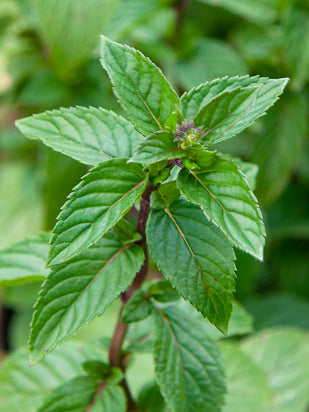 Peppermint Oil